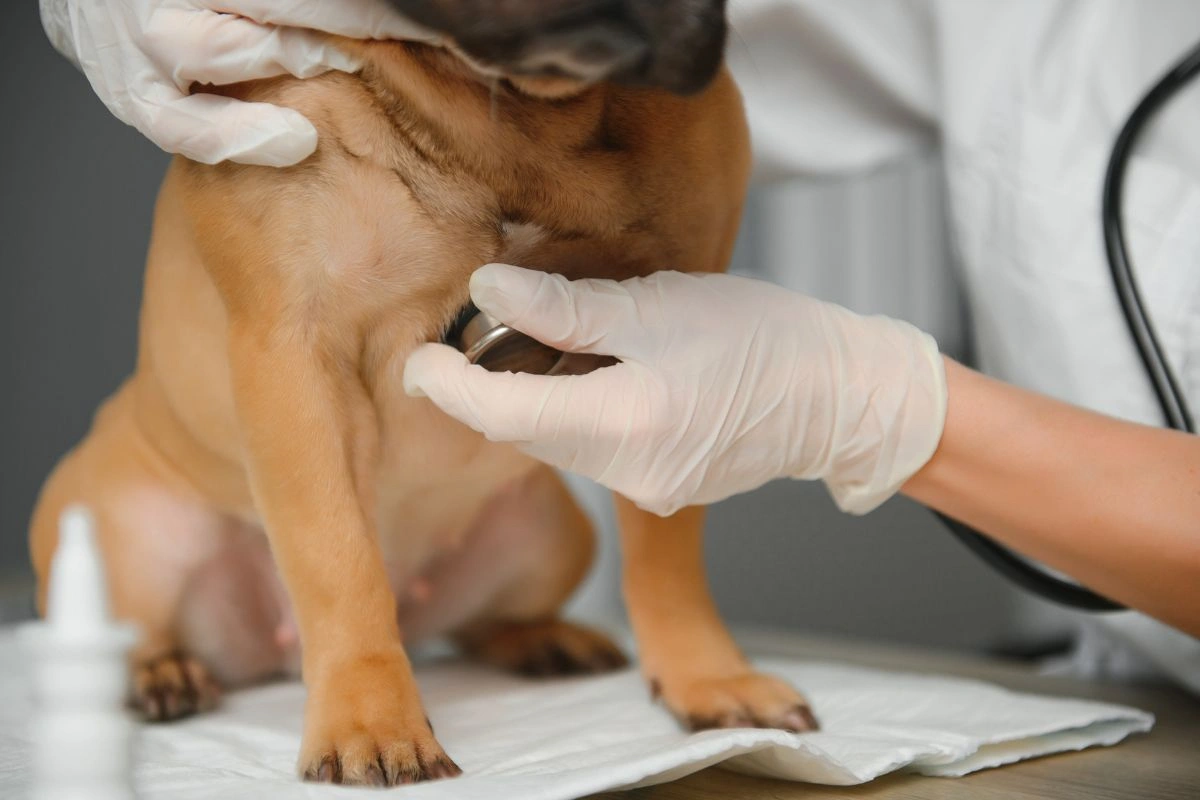 Signs your dog may have heartworms