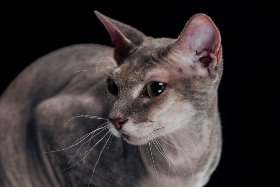 Hypoallergenic Indoor Cats