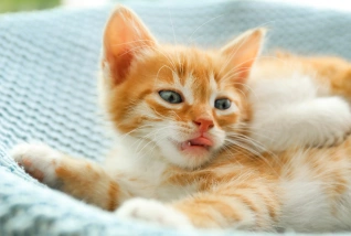 Cat Dental Care