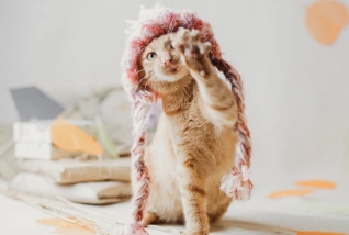 Cat Microchipping.