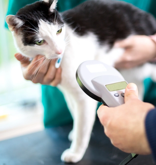 Cat Microchipping