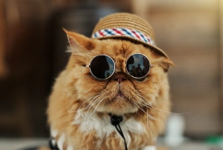 Cat Ophthalmology