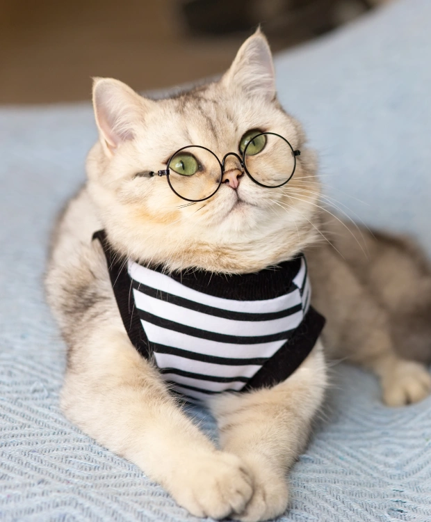 Cat Ophthalmology