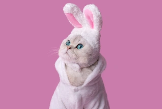 Cat Pain Management
