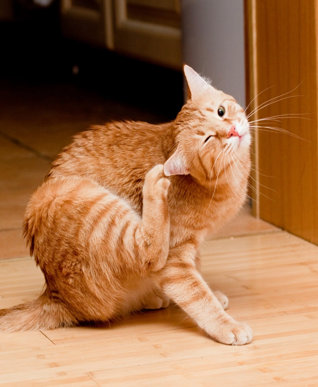 Cat Parasite Prevention and Control