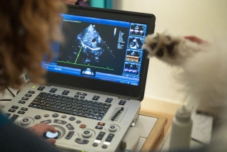 Cat Radiology