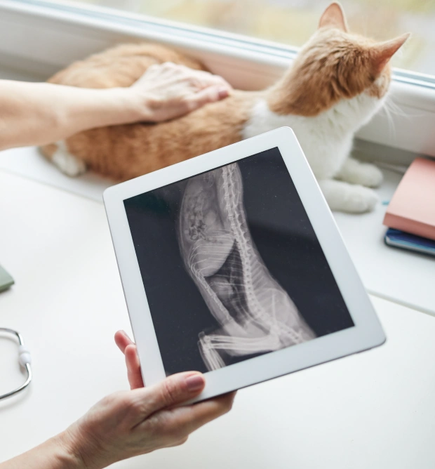 Cat Radiology