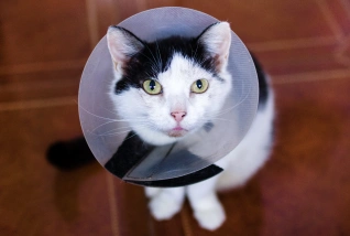 Cat Surgery