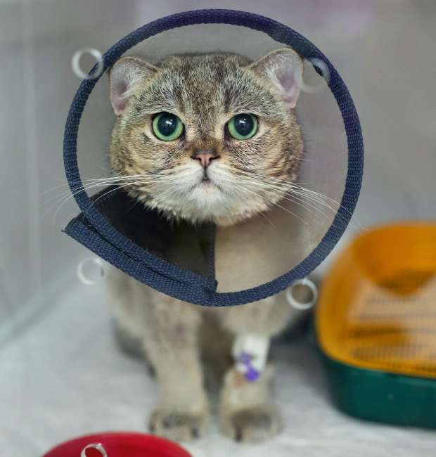 Cat Surgery