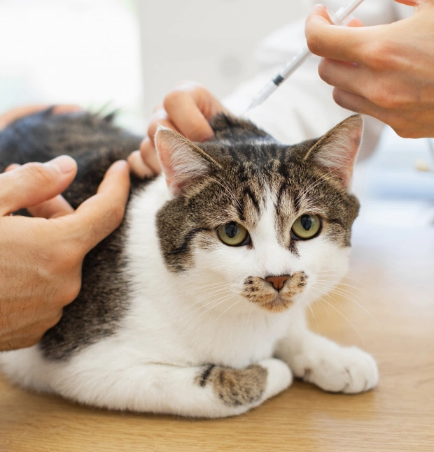 Cat Vaccinations