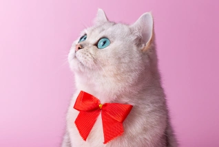 Cat Wellness Care