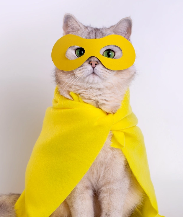 Cat Wellness Care
