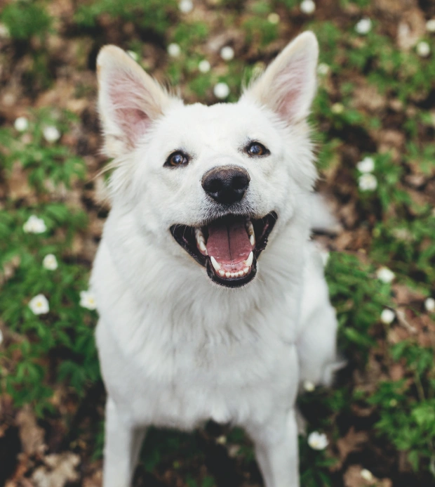 Dog Dental Care