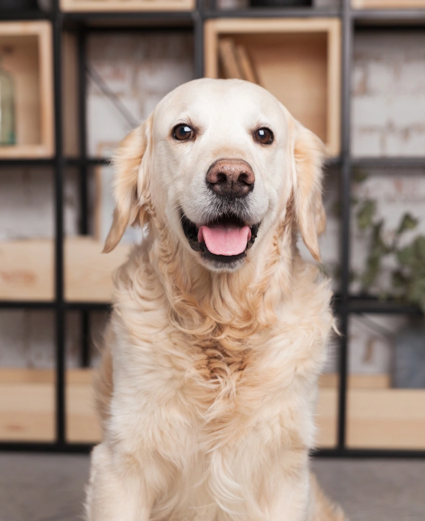Dog Laser Surgery