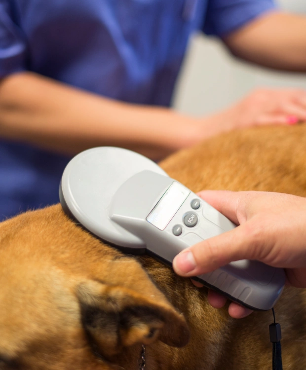 Dog Microchipping
