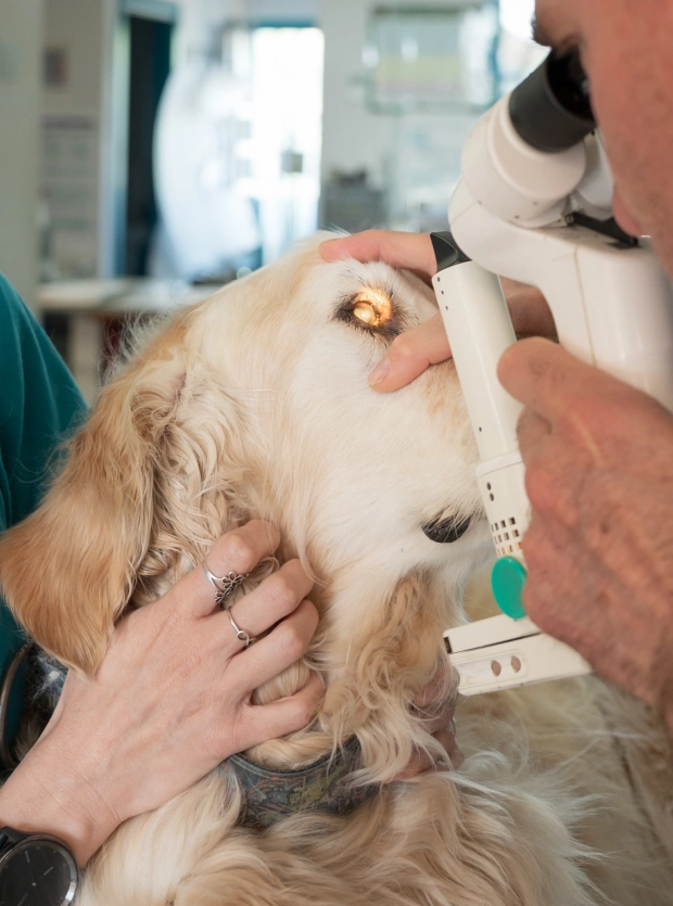 Dog Ophthalmology