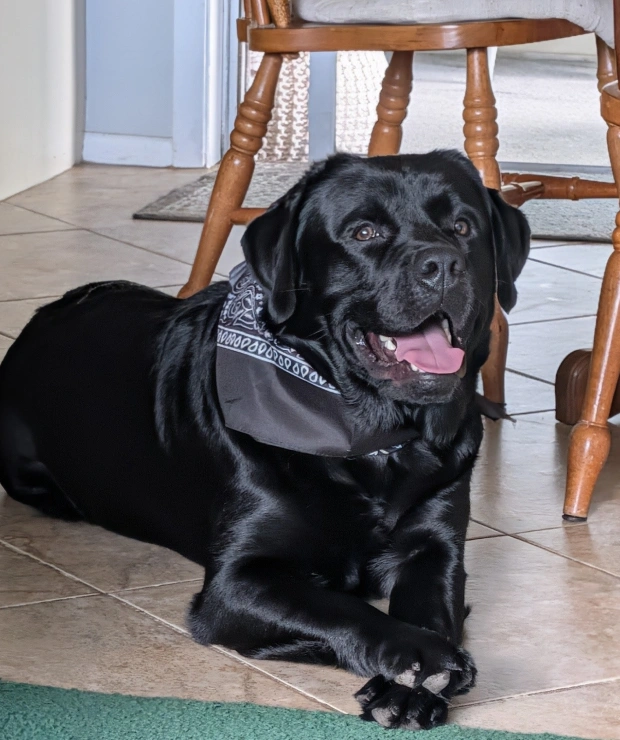 Dog Pain Management
