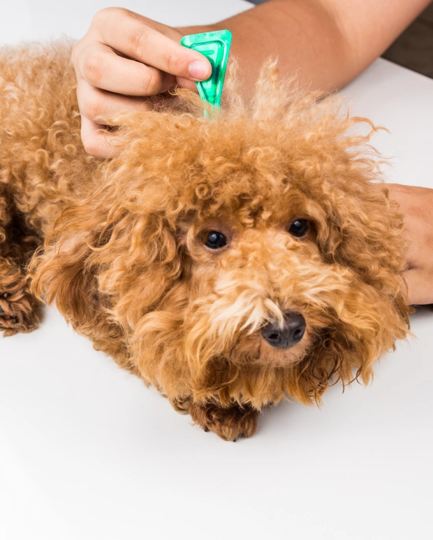 Dog Parasite Prevention and Control