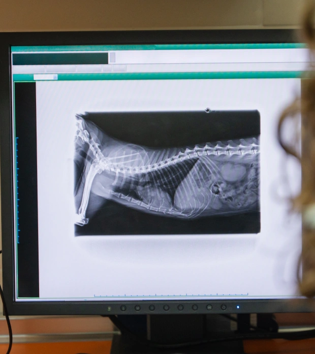 Dog Radiology