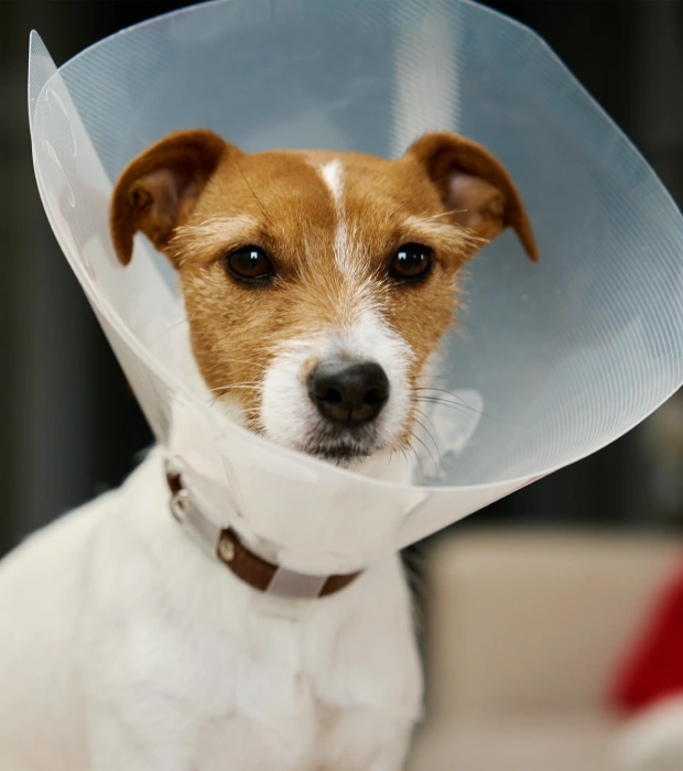 Dog Surgery