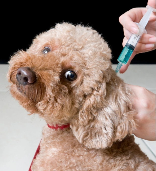 Reliable Vaccination Protection for Dogs