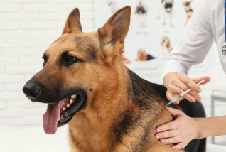 German Shepherd receiving a vaccination during a veterinary appointment while being gently examined by a veterinarian in a clinical setting.