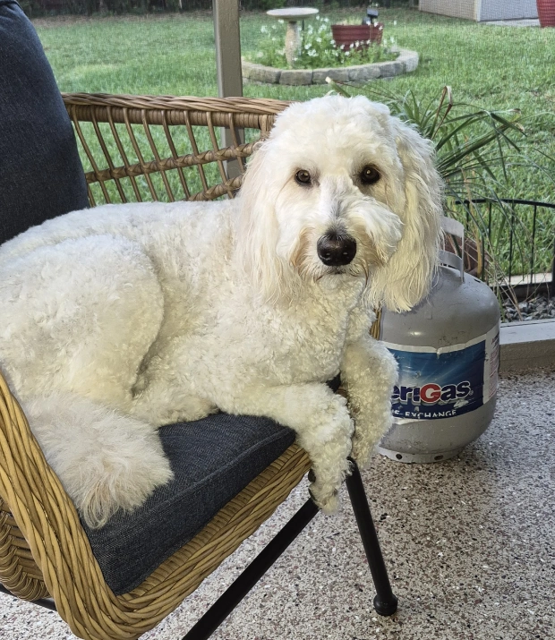 Dog Wellness Care