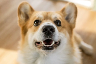 Dog Dental Care