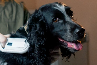 Dog Microchipping