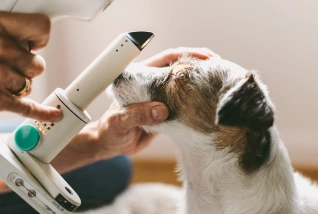 Dog Ophthalmology