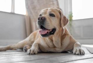 Dog Pain Management