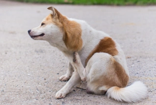 Dog Parasite Prevention and Control