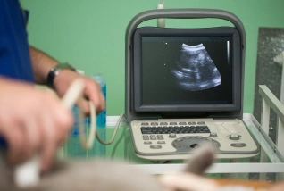 Dog Radiology