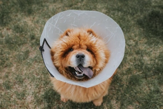 Dog Surgery