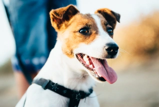 Dog Wellness Care