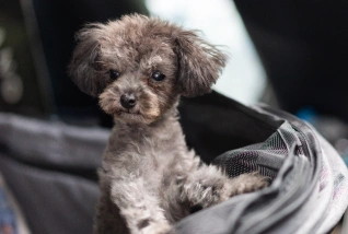 Puppy Care