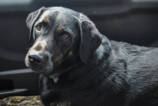 Senior Dog Care