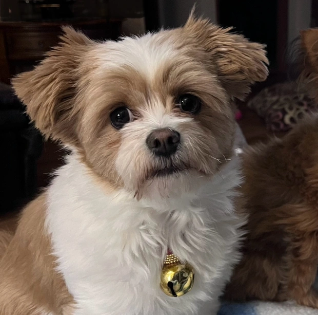 Veterinary Services For Dogs