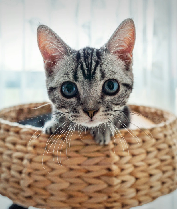 Kitten Care