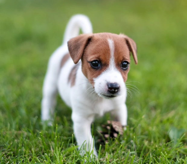 Puppy Care