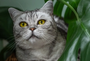 Senior Cat Care