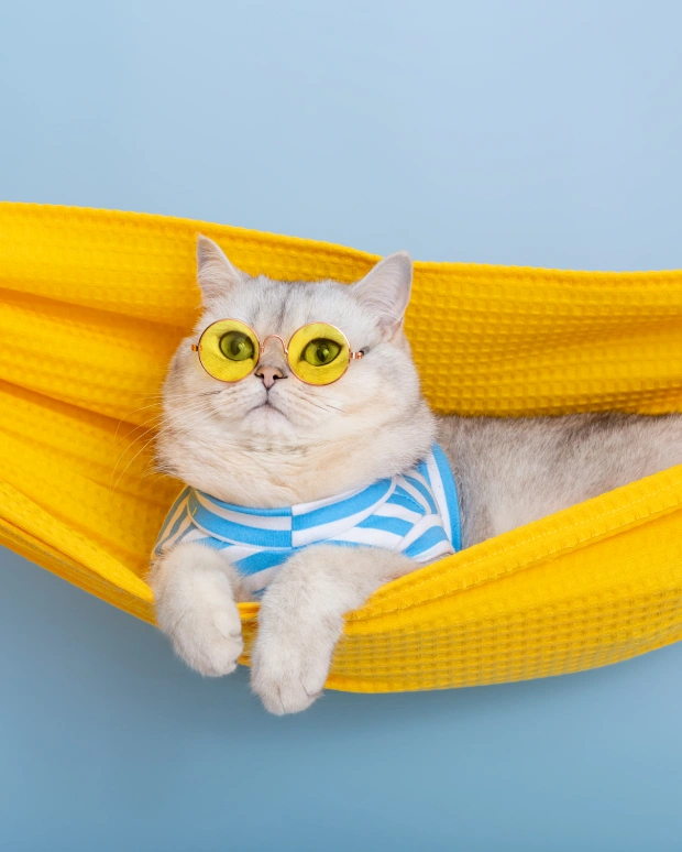 Senior Cat Care