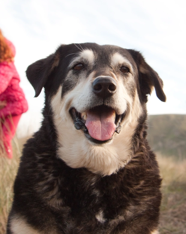 Senior Dog Care