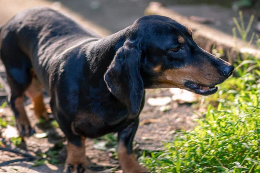 Benadryl for Dogs