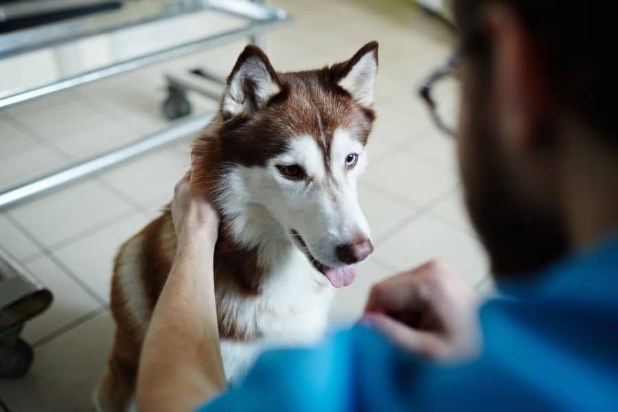 Husky's Lifespan
