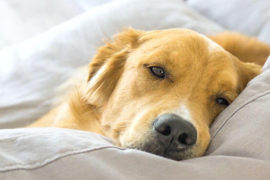 Loss of Appetite in Dogs