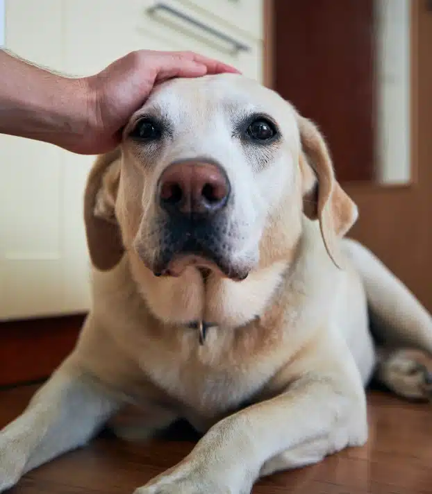 Yellow Labrador being petted on the head at Daytona Beach, FL urgent pet care