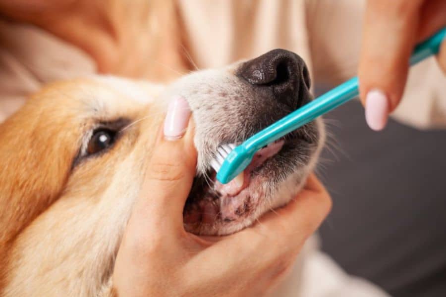 Dental Problems in Pets