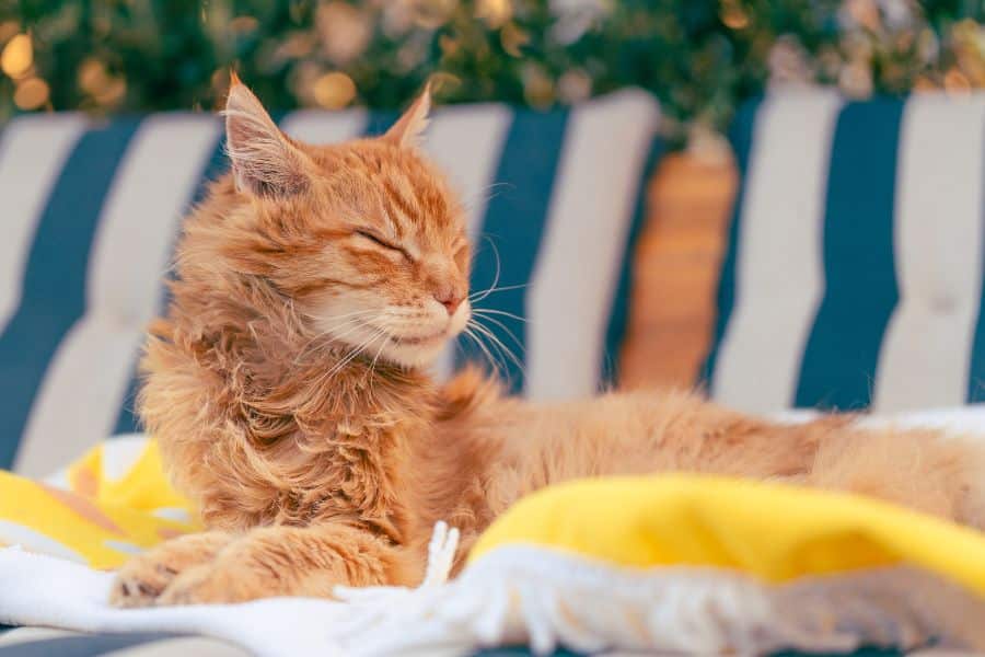 Maine Coon Cats